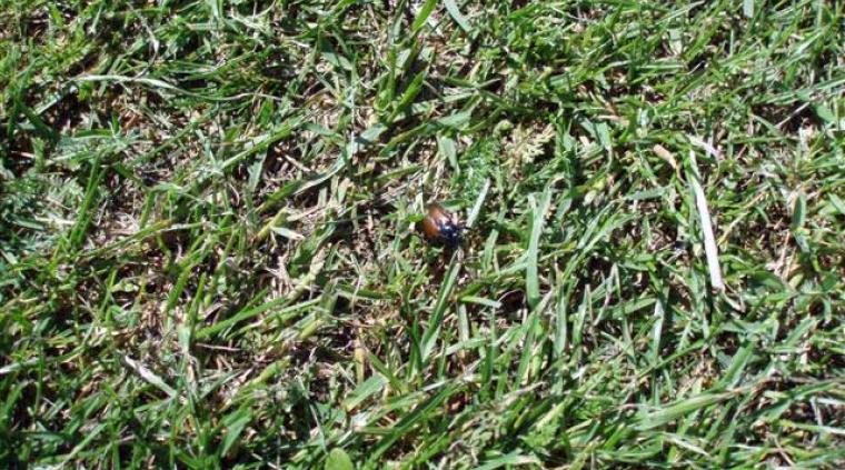 Gåsebillelarver græs golf