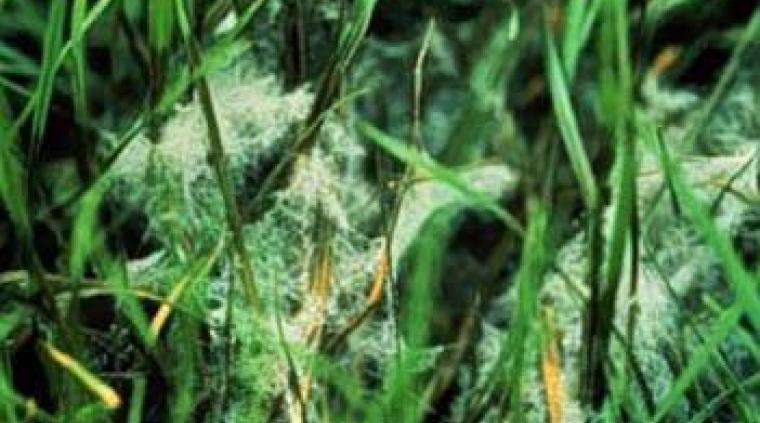 Pythium græs golf